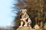 BERGER AUSTRALIEN PUPPIES 673